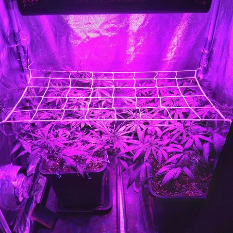 Growerina growlog photo: 16,00 Scrog molto più logico.