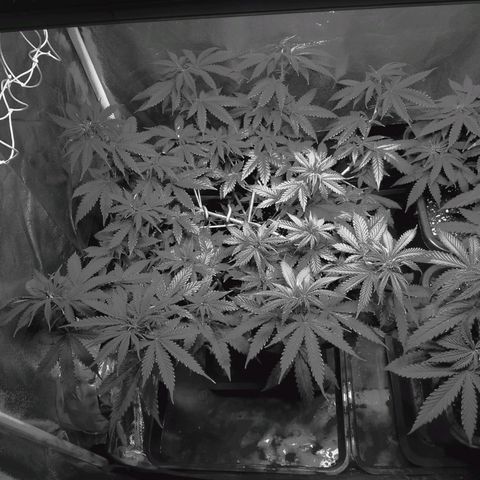 Growerina growlog timeline photo