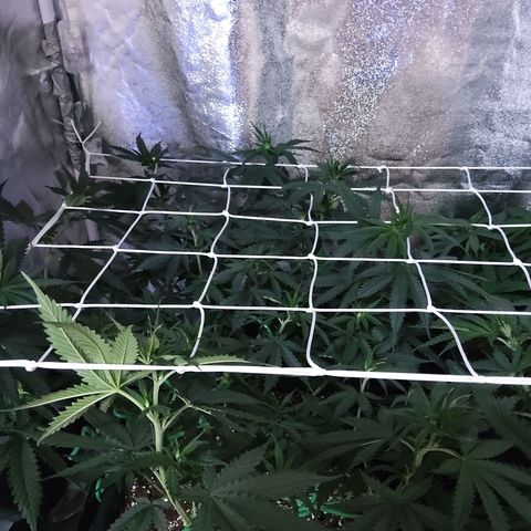 Growerina growlog photo: 09,00 Installato airbomz, alle 12,00 dovrebbe emettere il primo getto