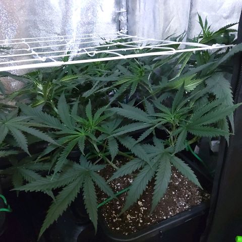 Growerina growlog photo: 09,00 Installato airbomz, alle 12,00 dovrebbe emettere il primo getto