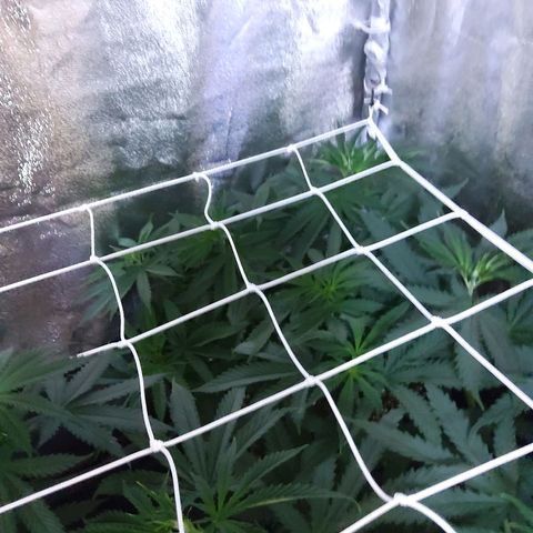 Growerina growlog photo: 09,00 Installato airbomz, alle 12,00 dovrebbe emettere il primo getto