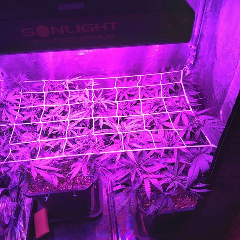 Growerina growlog photo: 22,00 Rimesse un po' di teste sotto la rete