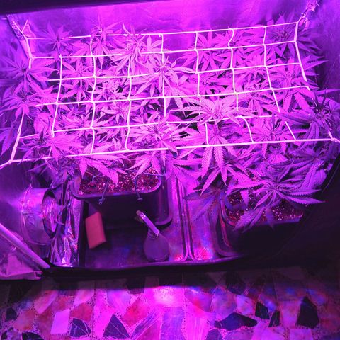 Growerina growlog photo: 22,00 Ok