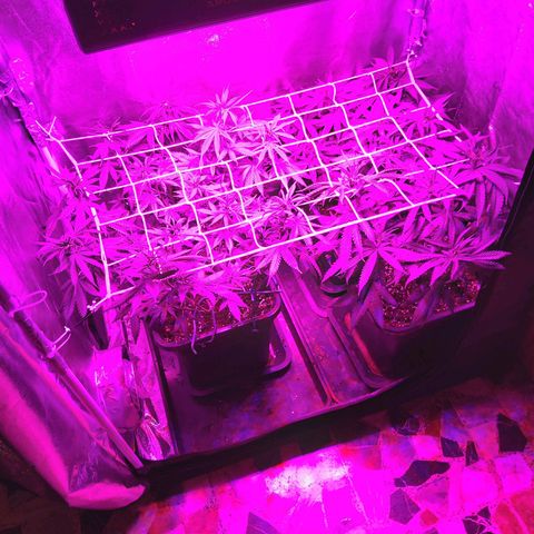 Growerina growlog photo: 20,00 Dopo innaffiata generale