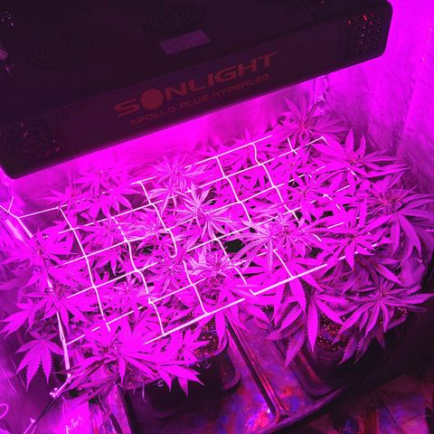 Growerina growlog photo: 13,00 Ultimo gg. di vegetativa 