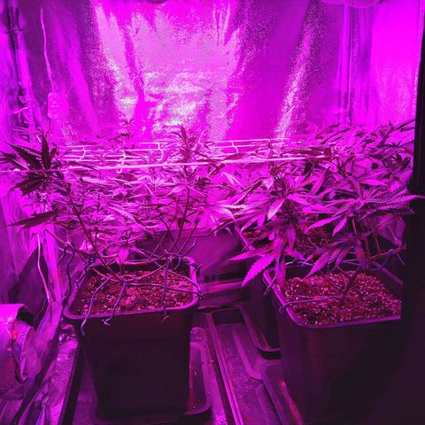Growerina growlog photo: 13,00 Ultimo gg. di vegetativa 