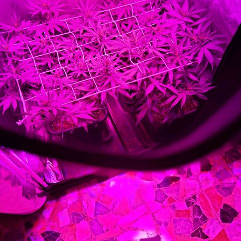 Growerina growlog photo: 19,00 Tante punte esposte, spazio non definitivamente ottimizzato, ma ci siamo: si vedono più di 20 potenziali colas
