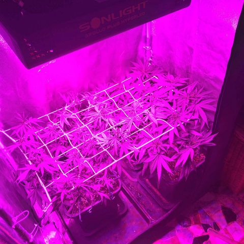 Growerina growlog photo: 20,00 Innaffiato e concimato, lieve lst