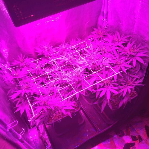 Growerina growlog photo: 19,00 Tappeto verde spettacolare con cime ben delineate e abbastanza ben sparse dallo scrog.
Piantine con teste verdi fosforescenti, nessun pistillo visibile, ma la fase di fioritura scatta ufficialmente domani, anche se tecnicamente è già in corso