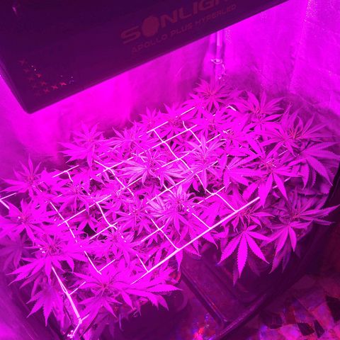 Growerina growlog photo: 19,00 Ok