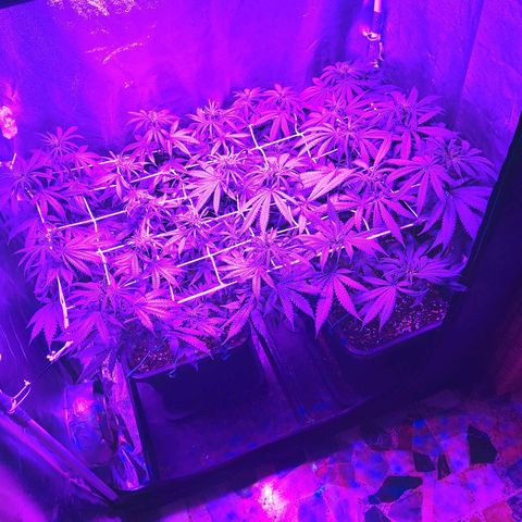 Growerina growlog photo: 22,00 Dopo innaffiatura, lst e lieve pulizia foglie basse