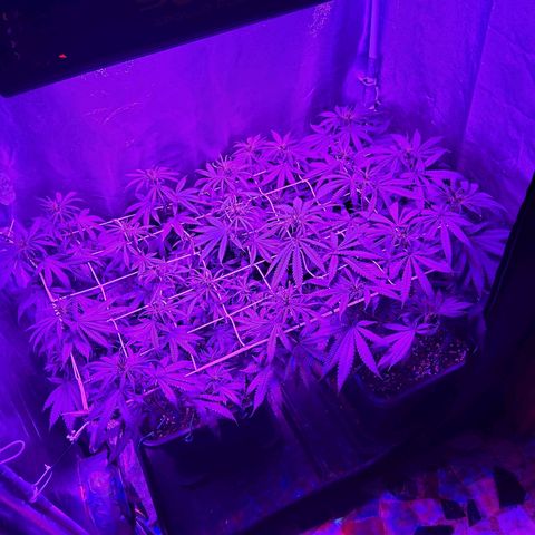 Growerina growlog photo: 19,00 Ovest secca, sud quasi secca