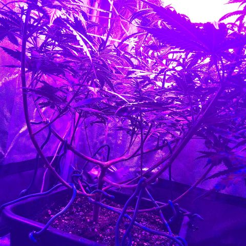 Growerina growlog timeline photo