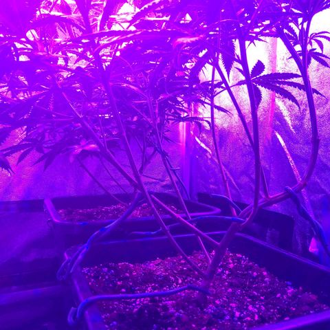 Growerina growlog timeline photo