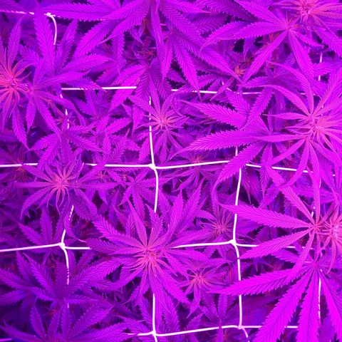 Growerina growlog photo: 21,45 Situazione sotto controllo, le piante stanno bene