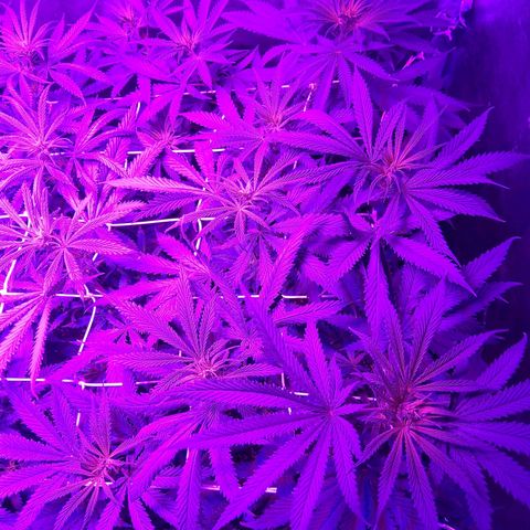 Growerina growlog photo: 21,45 Situazione sotto controllo, le piante stanno bene