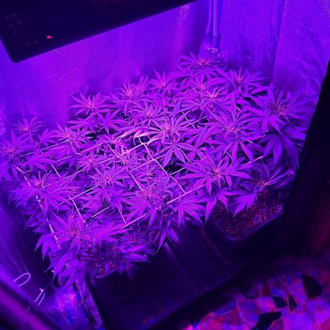 Growerina growlog photo: 21,45 Situazione sotto controllo, le piante stanno bene
