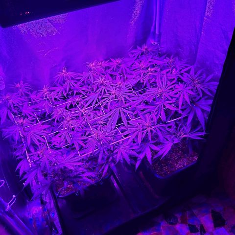 Growerina growlog photo: 20,00 Stretching selvaggio, prima di bagnare