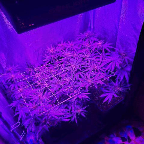 Growerina growlog photo: 20,00 Lst a ovest