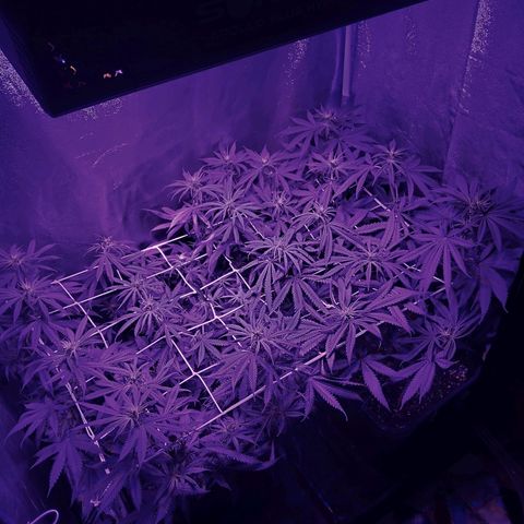 Growerina growlog photo: 21,45 Prima di innaffiare