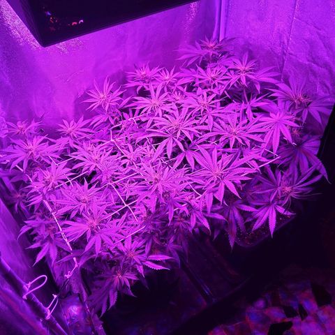 Growerina growlog photo: 21 Ok