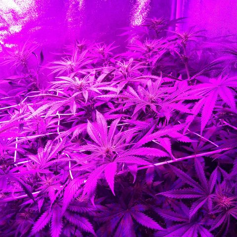 Growerina growlog photo: 21 Ok