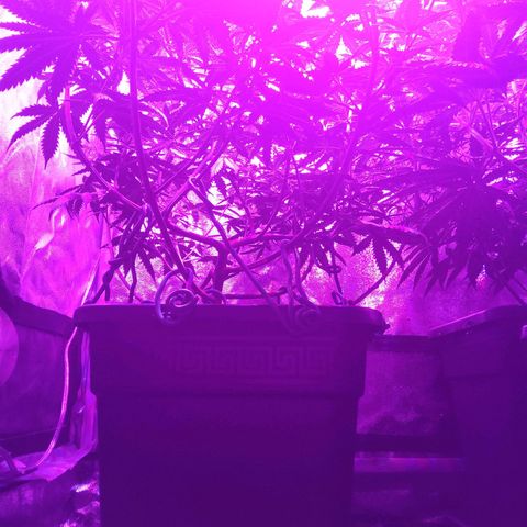 Growerina growlog photo: 21 Ok