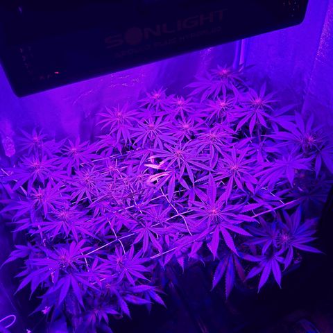 Growerina growlog photo: 19,30 Dopo innaffiatura, lst e lieve defoliazione lollipopping