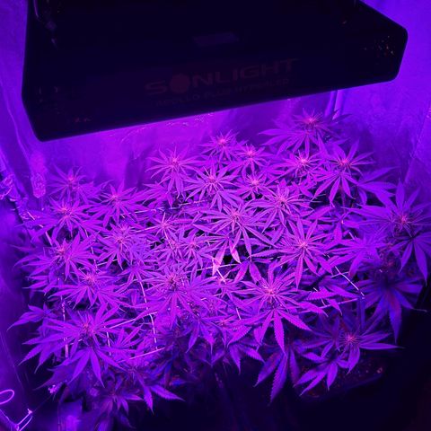 Growerina growlog photo: 19,00 Appena svegliate