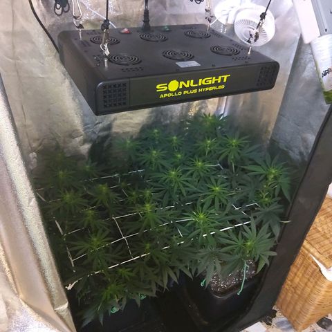 Growerina growlog photo: 19,00 Appena svegliate