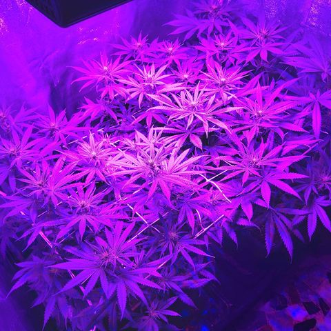 Growerina growlog photo: 06,30 Crescita senza controllo
