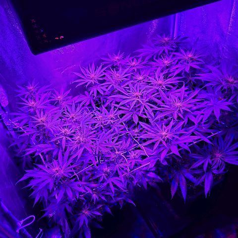 Growerina growlog photo: 20,00 impressionante crescita