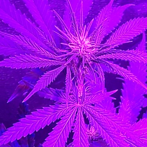 Growerina growlog photo: 19,00 Non sembrano assetate, infiorescenze promettenti
