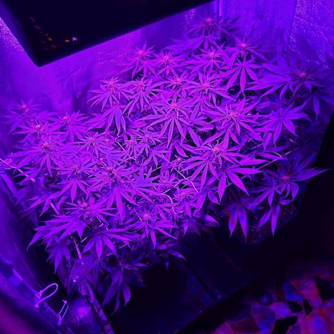Growerina growlog photo: 19,00 Non sembrano assetate, infiorescenze promettenti
