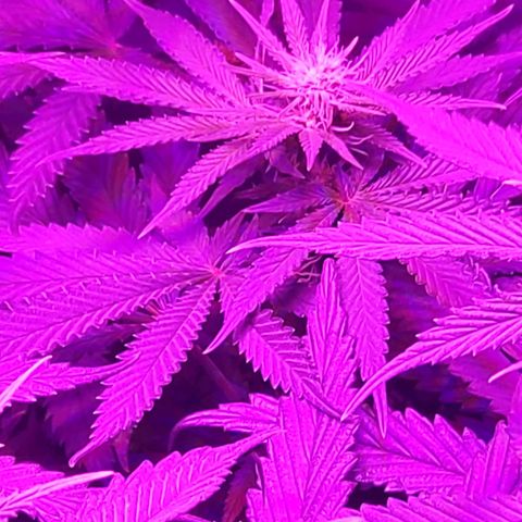 Growerina growlog photo: 19,00 Non sembrano assetate, infiorescenze promettenti