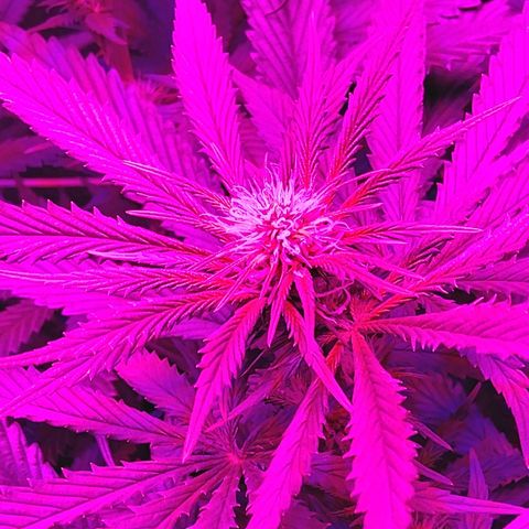 Growerina growlog photo: 19,45 Ok