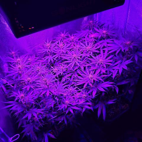 Growerina growlog photo: 19,45 Ok