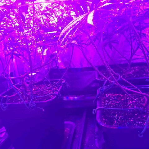 Growerina growlog photo: 03,00 Situazione sotto controllo