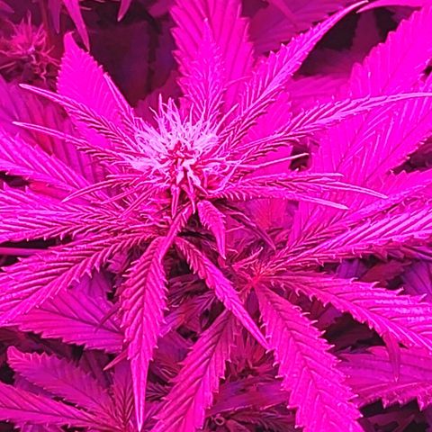 Growerina growlog photo: 03,00 Situazione sotto controllo