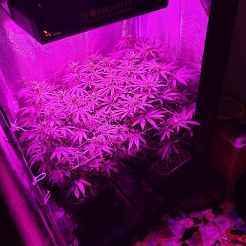 Growerina growlog photo: 03,00 Situazione sotto controllo
