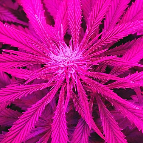 Growerina growlog photo: 03,00 Situazione sotto controllo