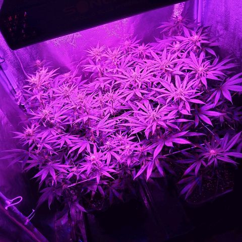 Growerina growlog photo: 19,00 Al risveglio sono cresciute a dismisura
