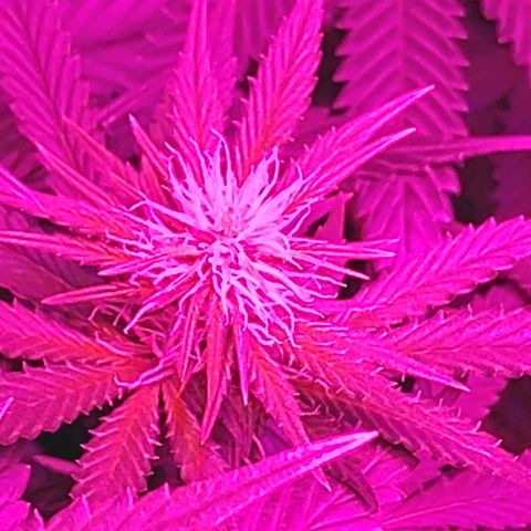 Growerina growlog photo: 19,00 Piante sempre più alte. Alzata luce 2 tacche