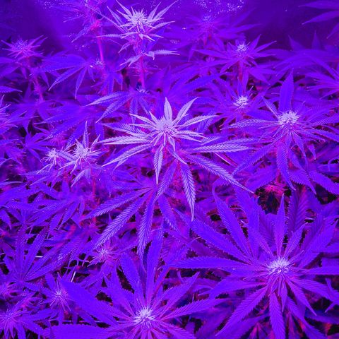 Growerina growlog photo: 19,00 Piante sempre più alte. Alzata luce 2 tacche