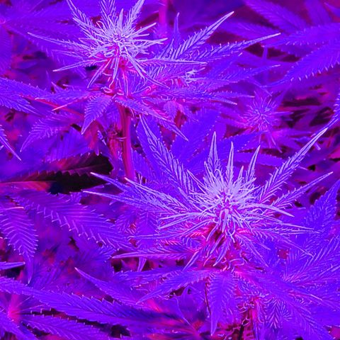 Growerina growlog photo: 19,00 Piante sempre più alte. Alzata luce 2 tacche