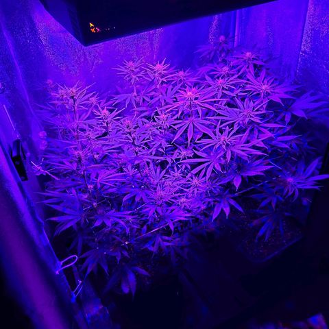 Growerina growlog photo: 19,00 Piante sempre più alte. Alzata luce 2 tacche