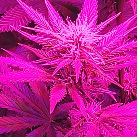 Growerina growlog photo: 19,00 Piante sempre più alte. Alzata luce 2 tacche