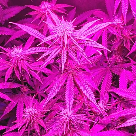 Growerina growlog photo: 21,00 Ok