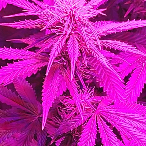 Growerina growlog photo: 21,00 Ok