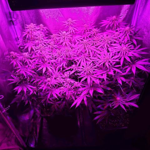 Growerina growlog photo: 21,00 Ok
